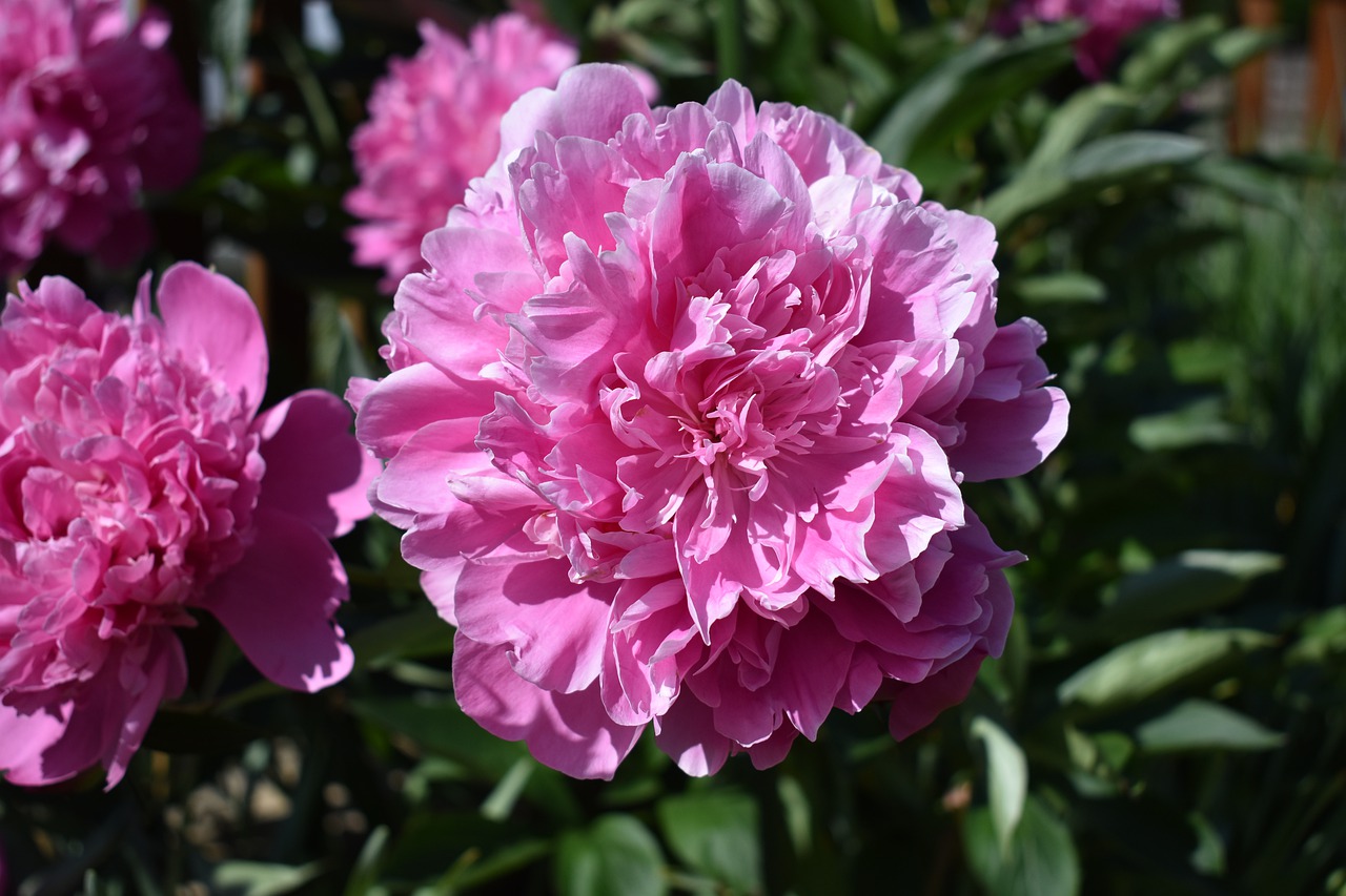 peony  flower  close up free photo