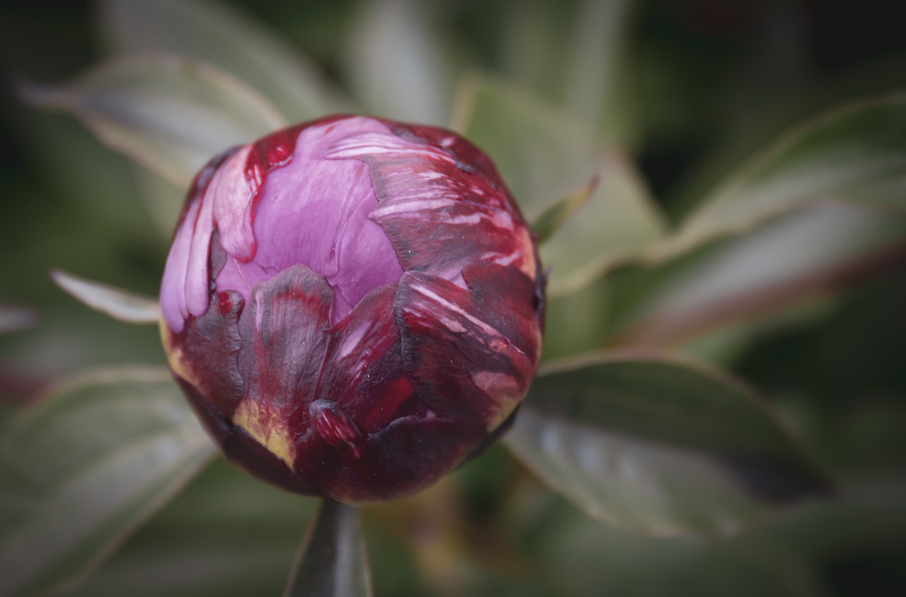 peony  bud  blossom free photo