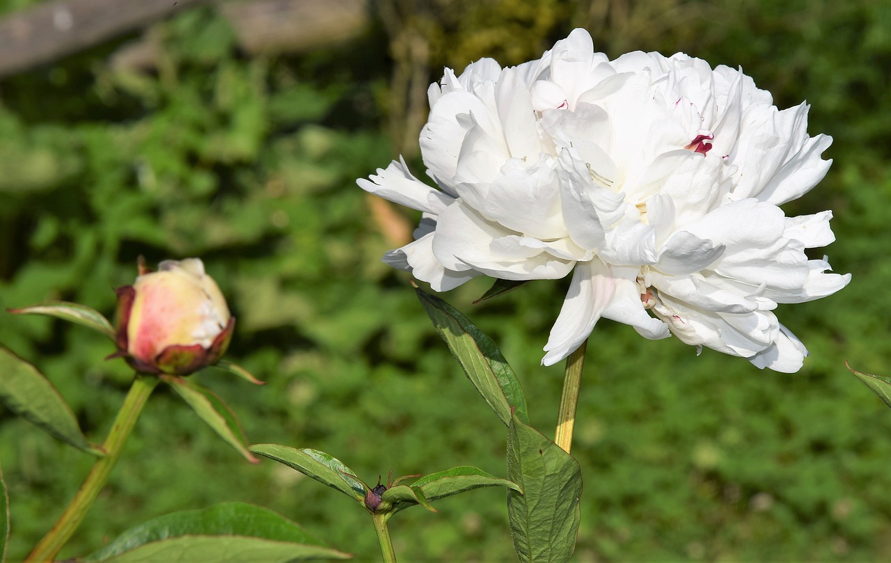 peony  pink  flower free photo