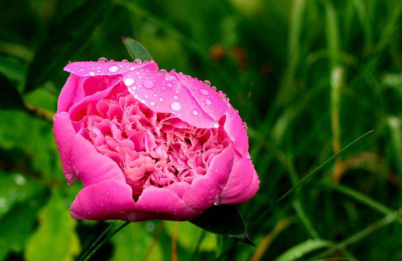 peony  rain  nature free photo