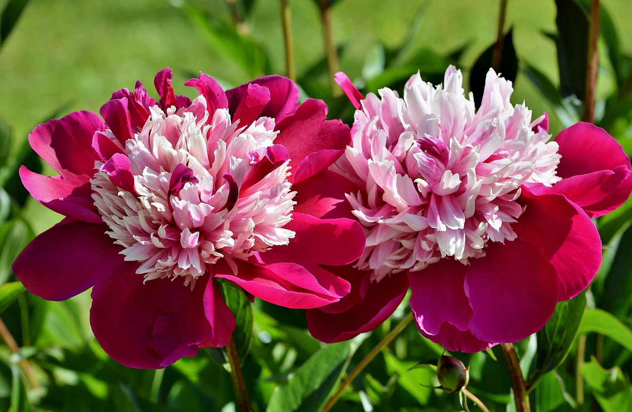 peony  rose  bud free photo