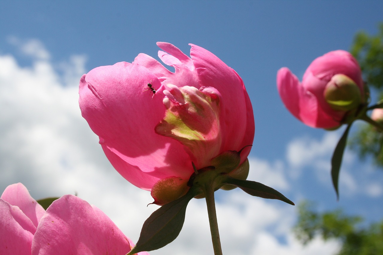 peony flower ant free photo