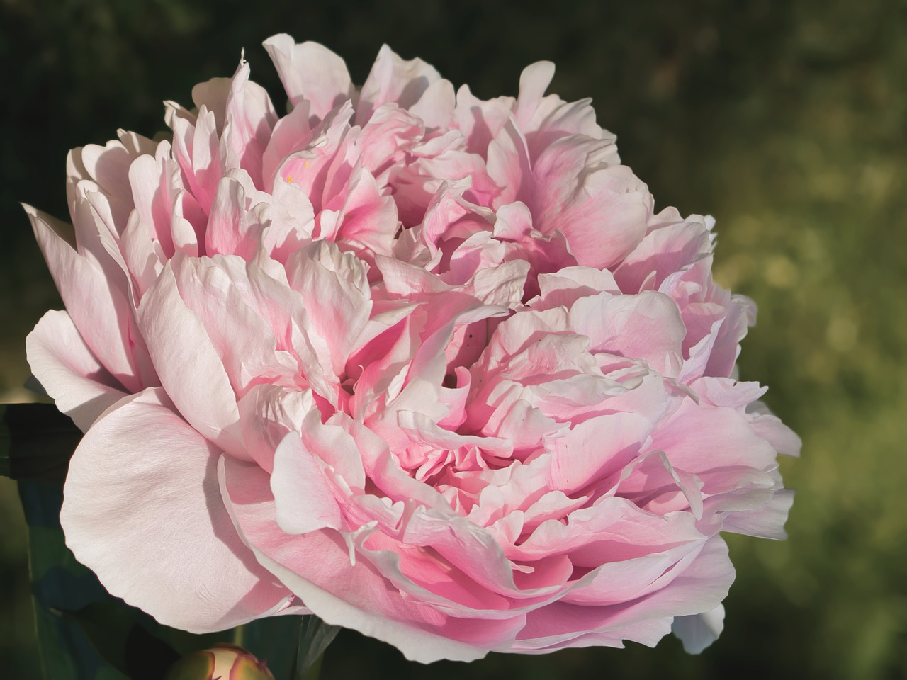 peony  romantic  petals free photo