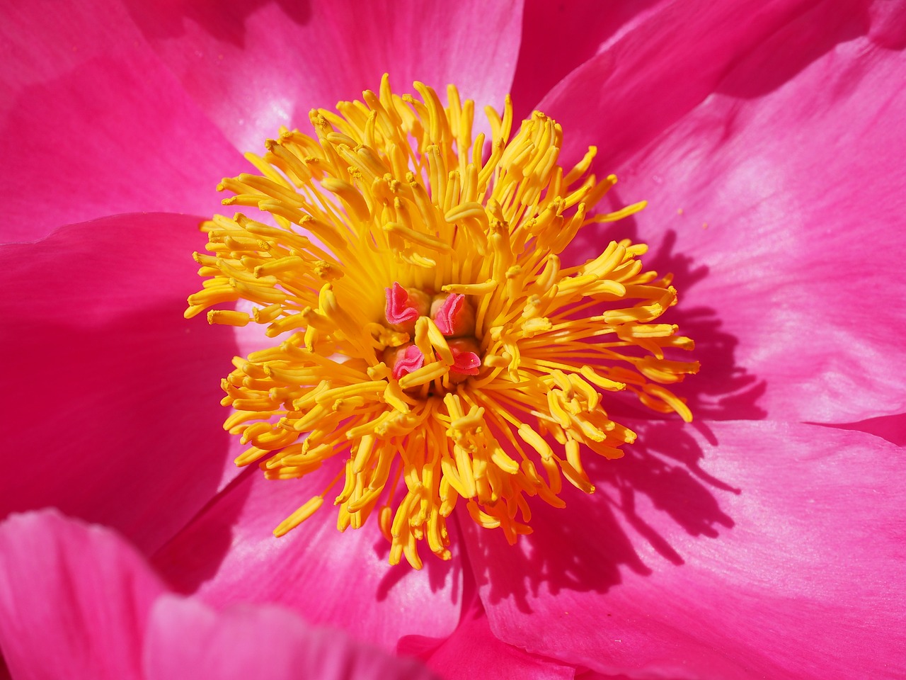 peony blossom bloom free photo