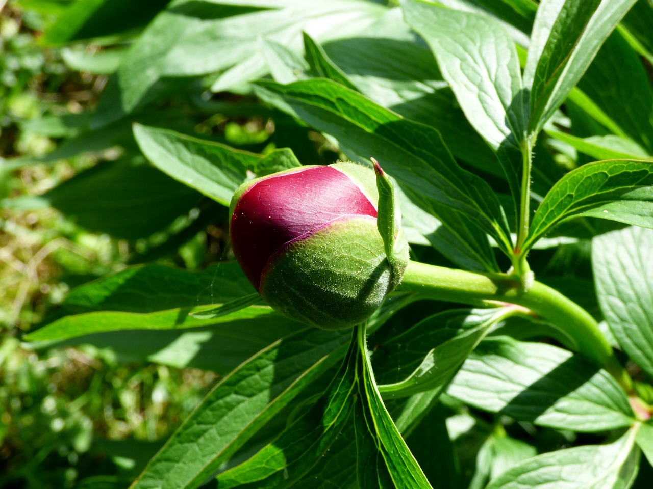 peony flower bud garden free photo