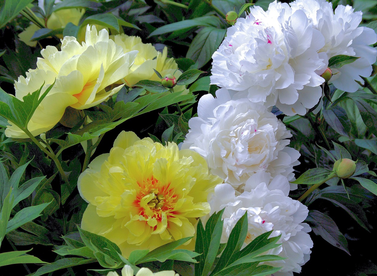 peony yellow white free photo