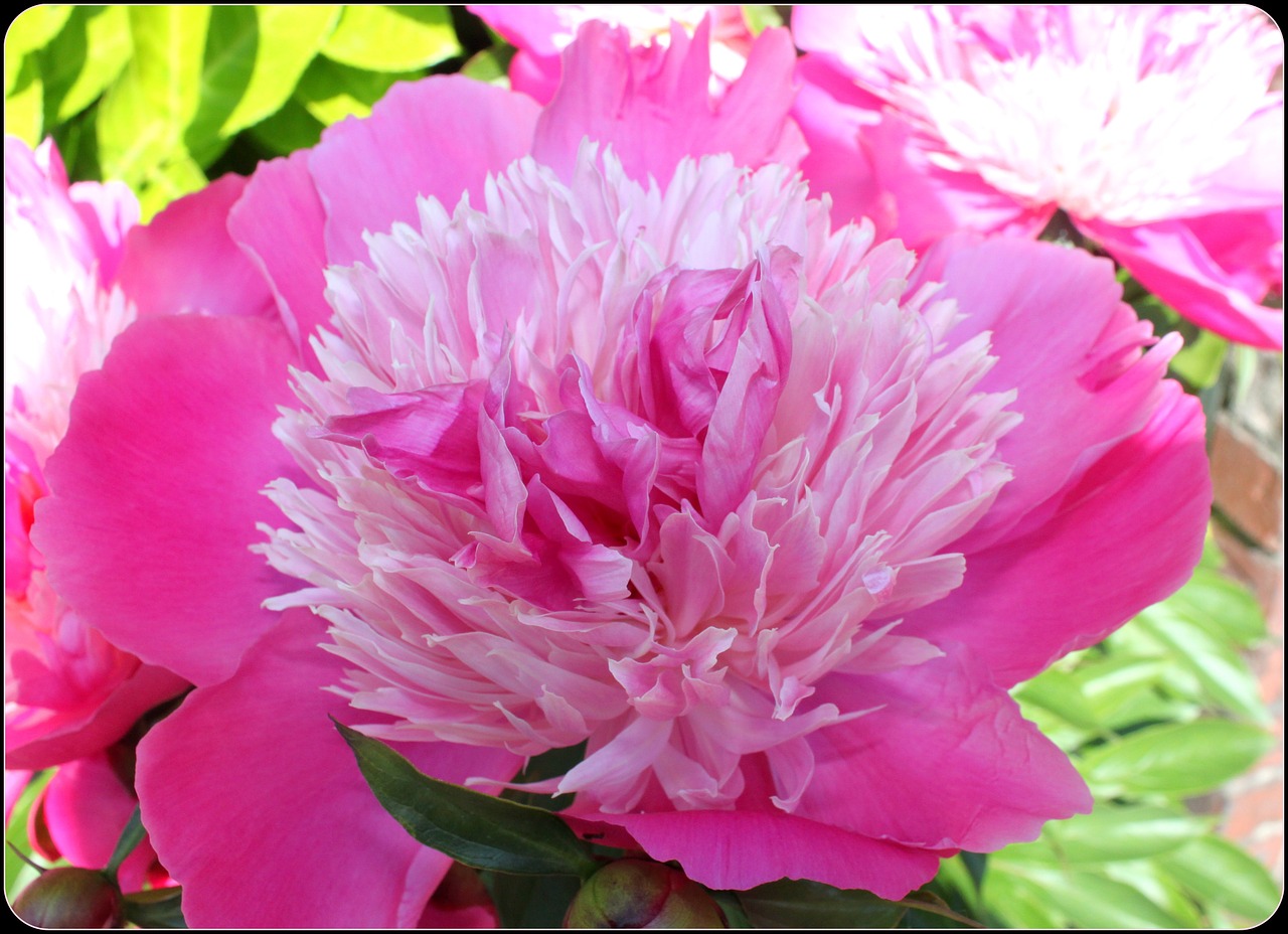 peony pink flower free photo