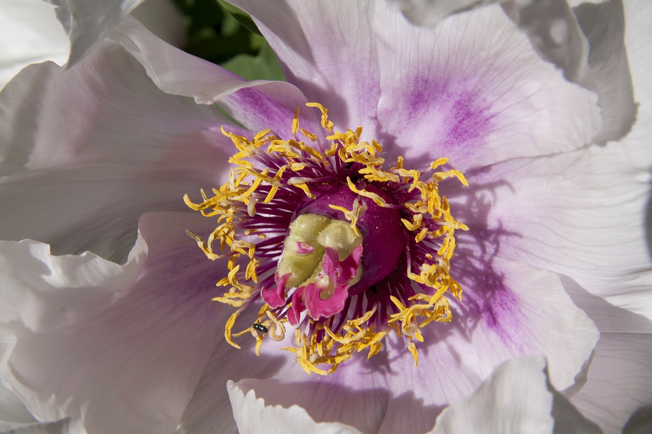 peony flower nature free photo