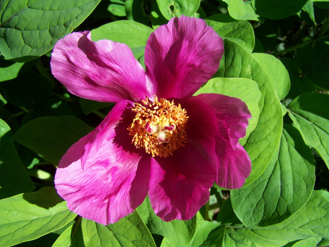 peony spring flower pink free photo