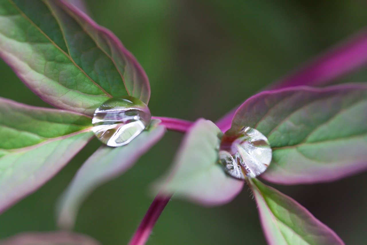 peony leaves nature free photo