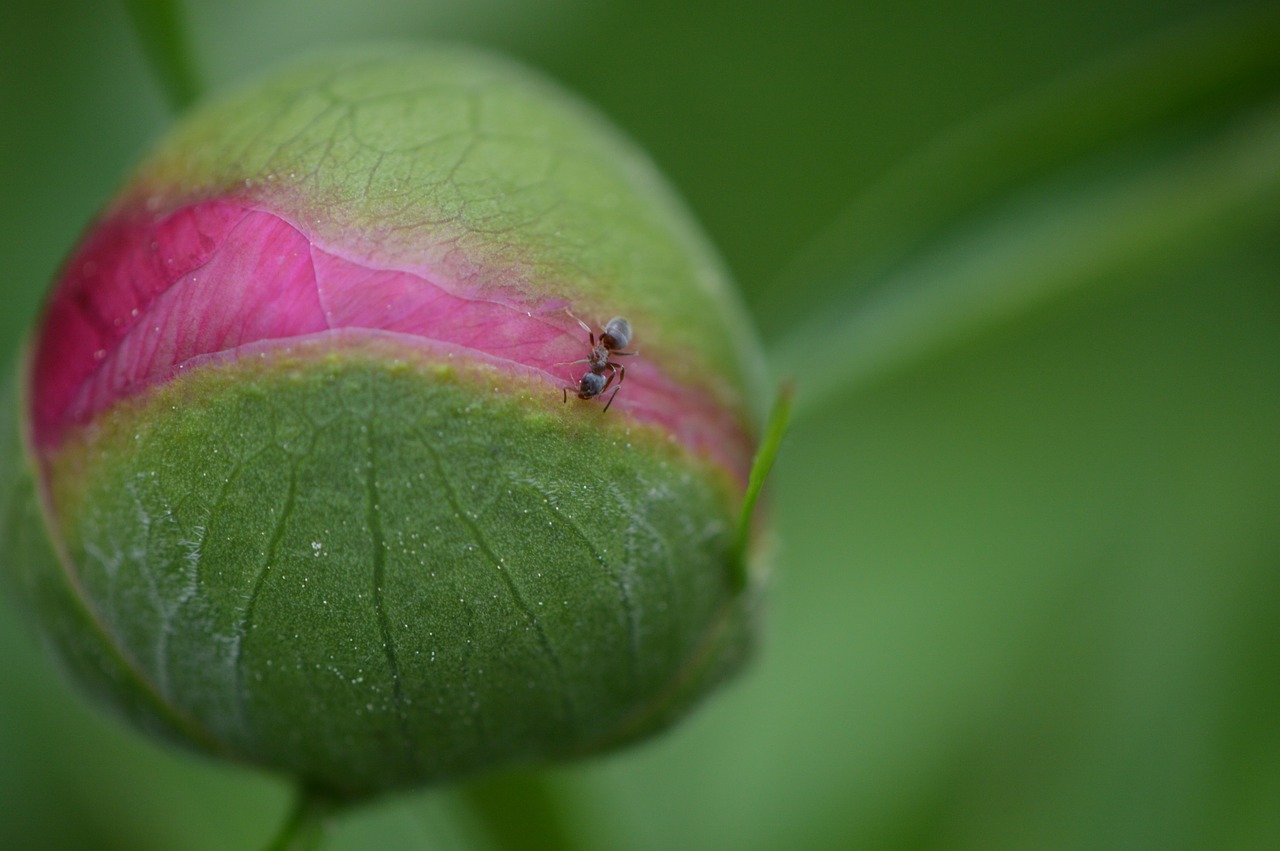 peony bud plant free photo