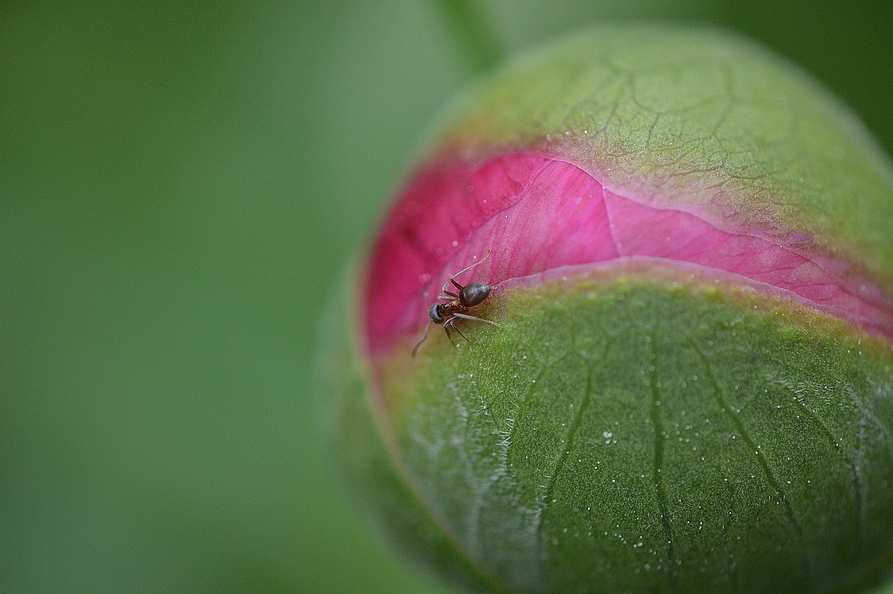 peony bud plant free photo