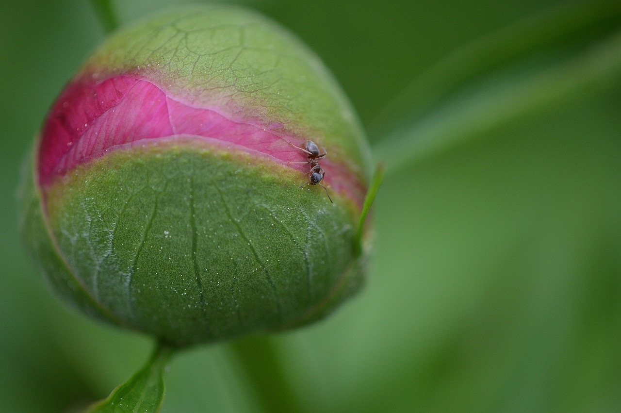 peony bud plant free photo