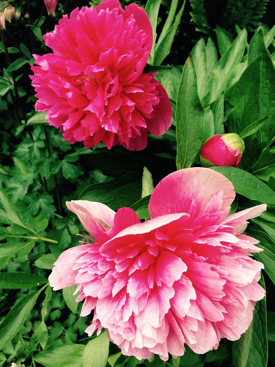 peony flower plant free photo