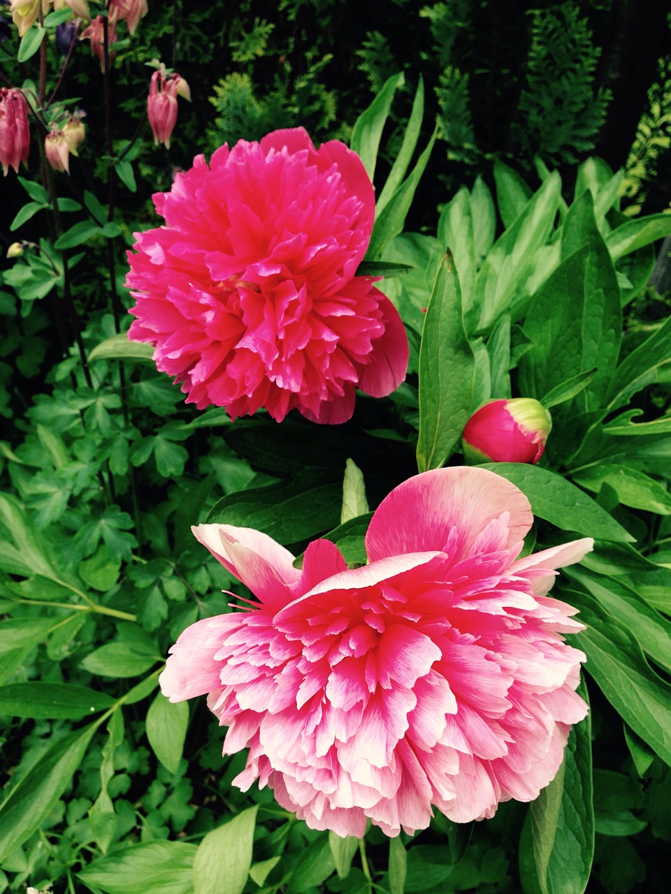 peony flower plant free photo