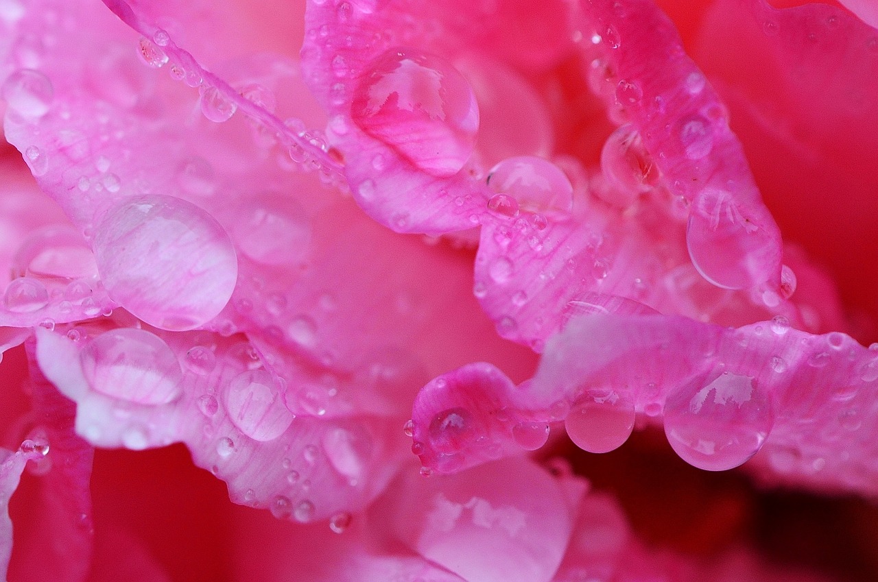 peony rain drip free photo