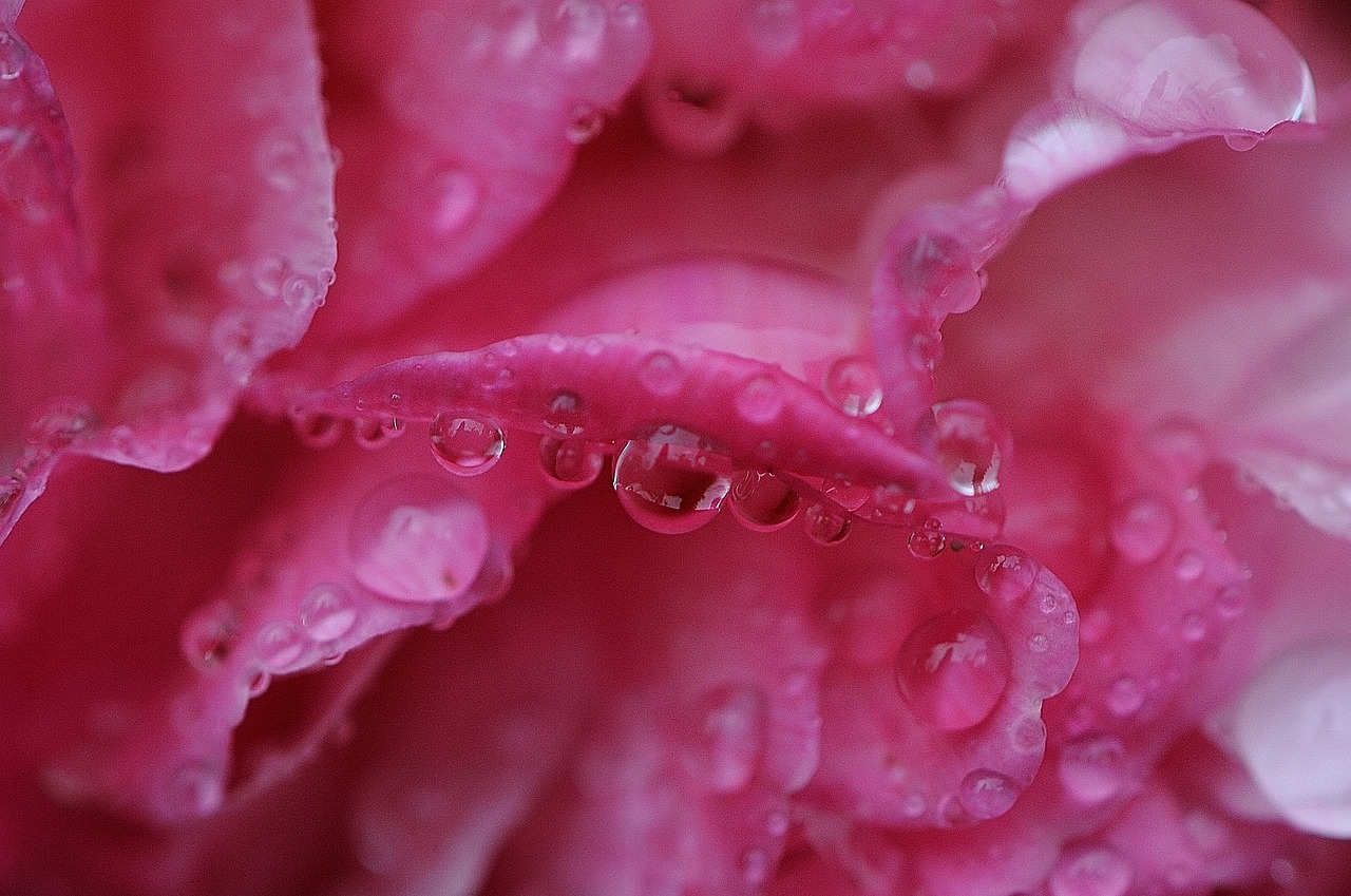 peony rain drip free photo