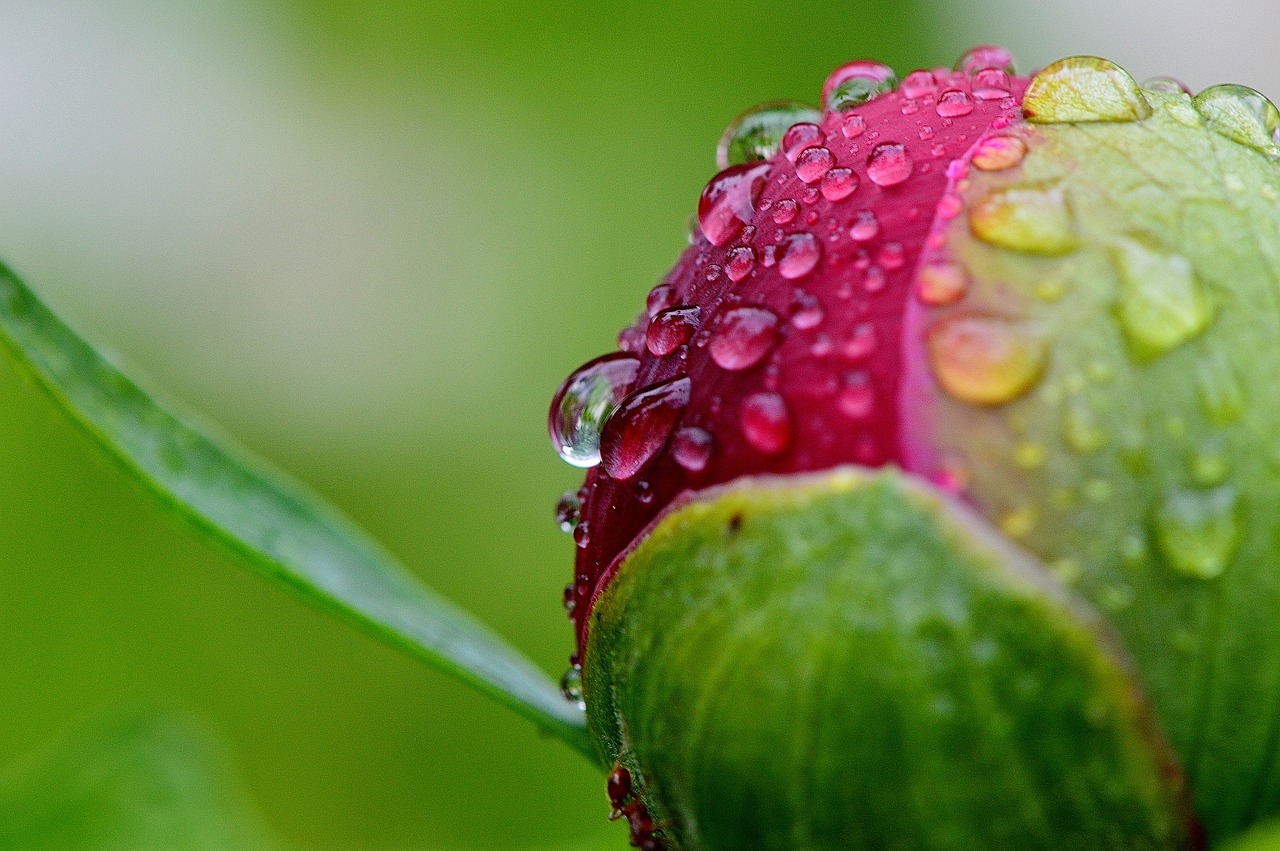 peony rain drip free photo