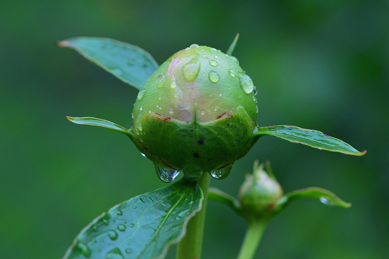 peony bud rain free photo