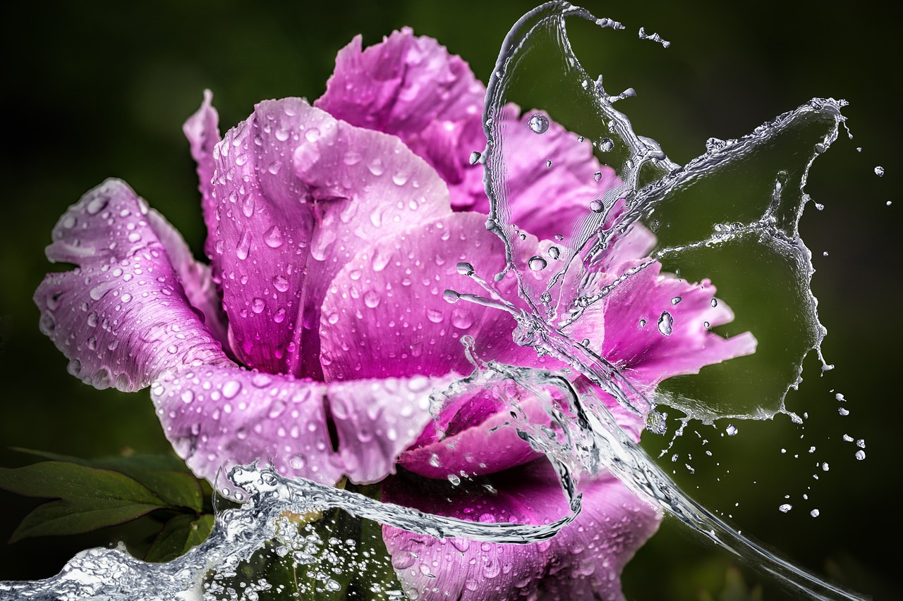 peony flower blossom free photo