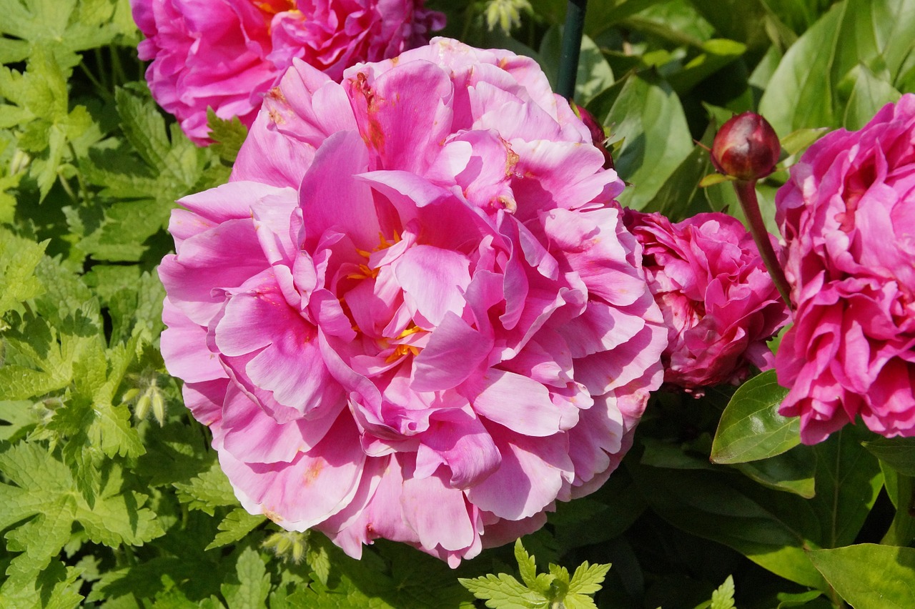 peony pentecost bloom free photo