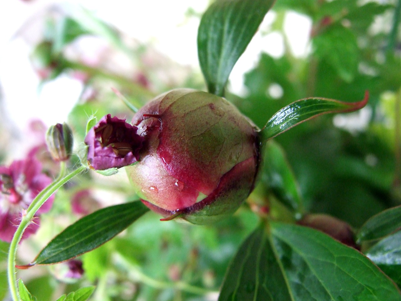 peony geranium plants free photo