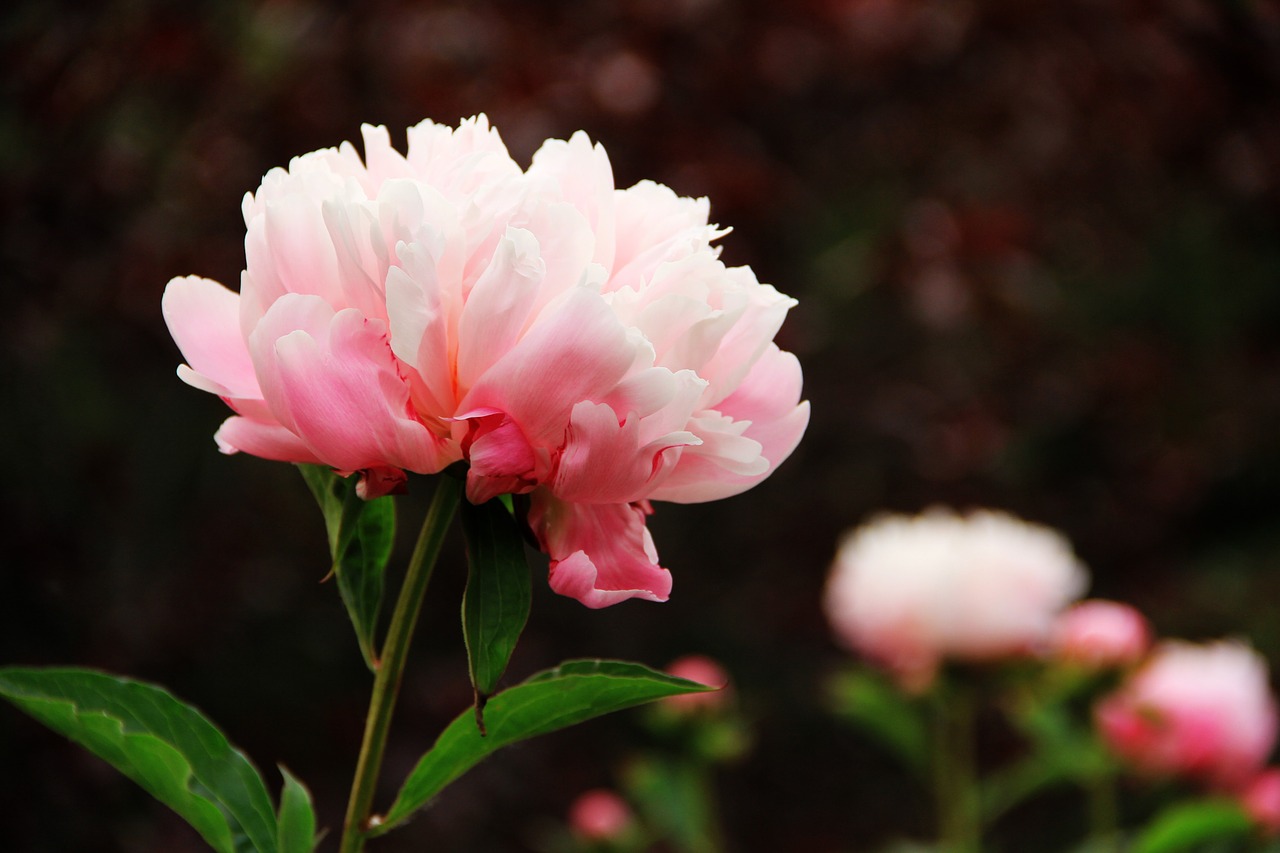 peony flower pink free photo