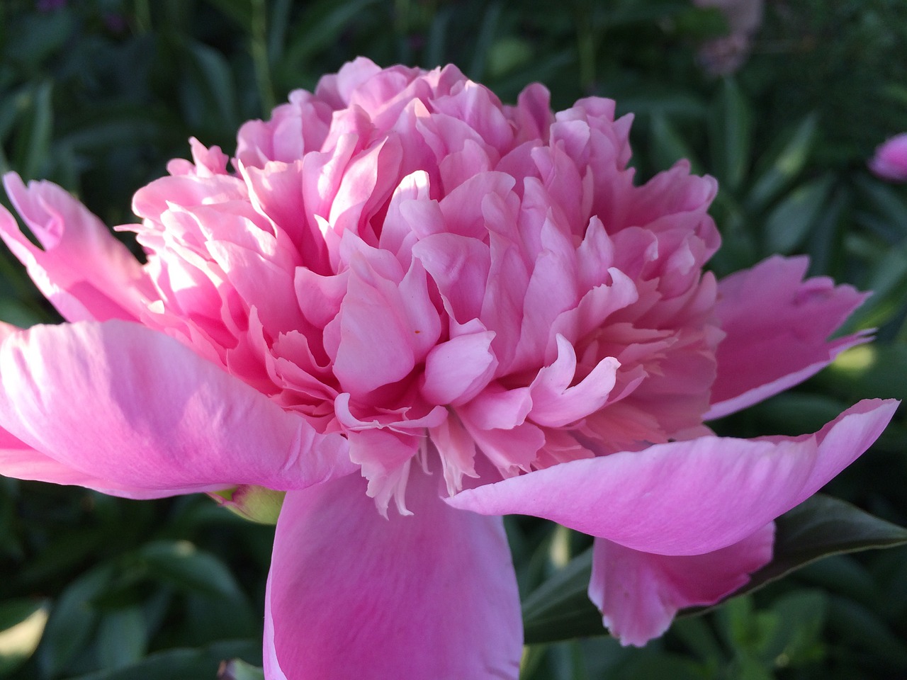 peony flower floral free photo