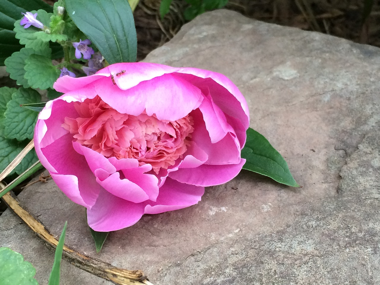 peony pink flower free photo