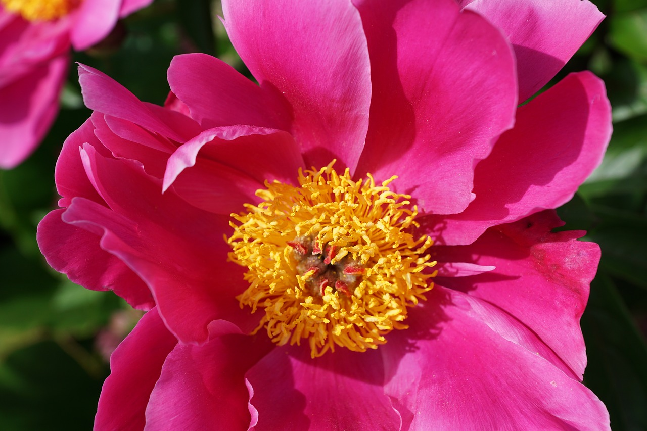 peony flower blossom free photo