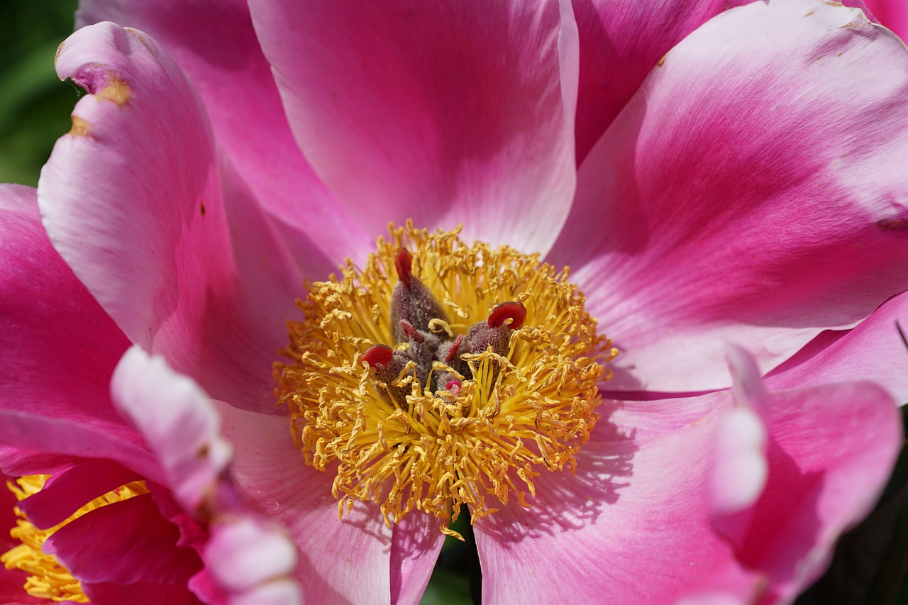 peony flower blossom free photo