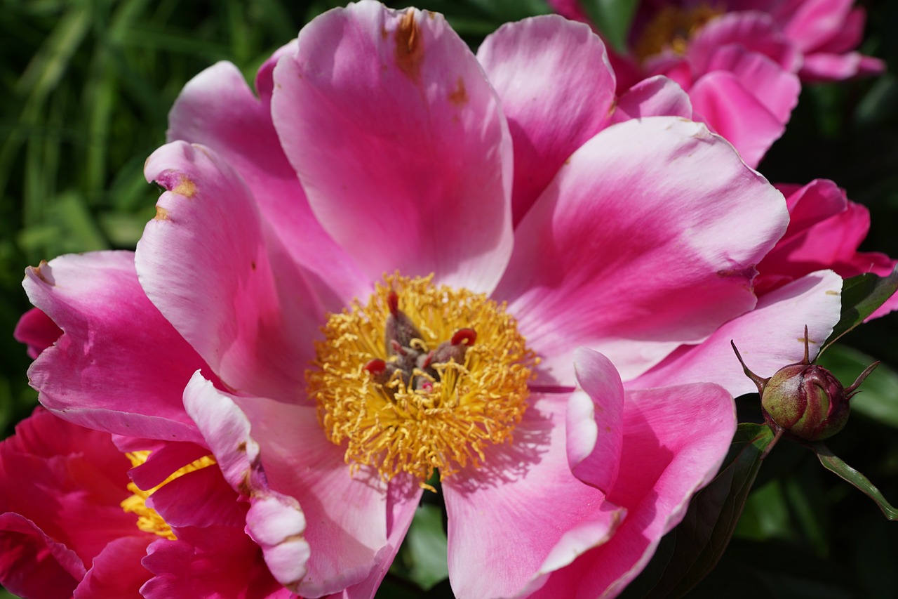 peony flower blossom free photo