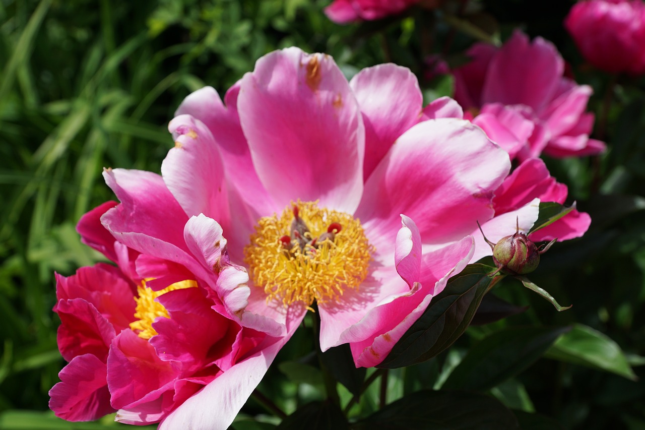 peony flower blossom free photo