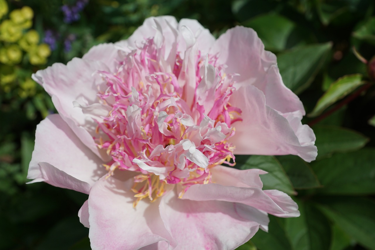 peony flower blossom free photo