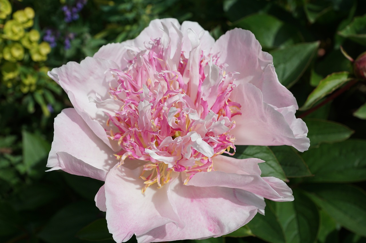 peony flower blossom free photo