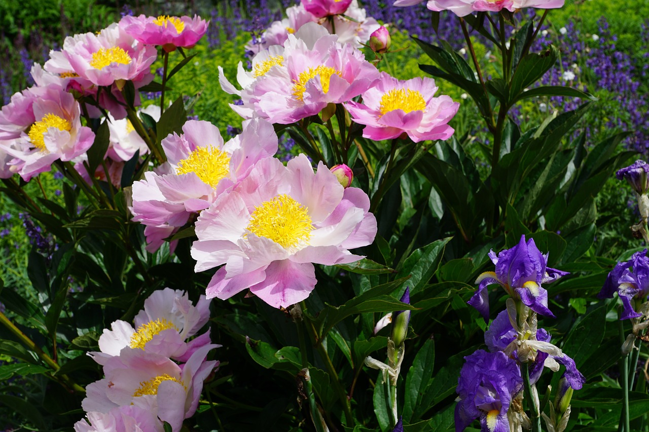 peony flower blossom free photo