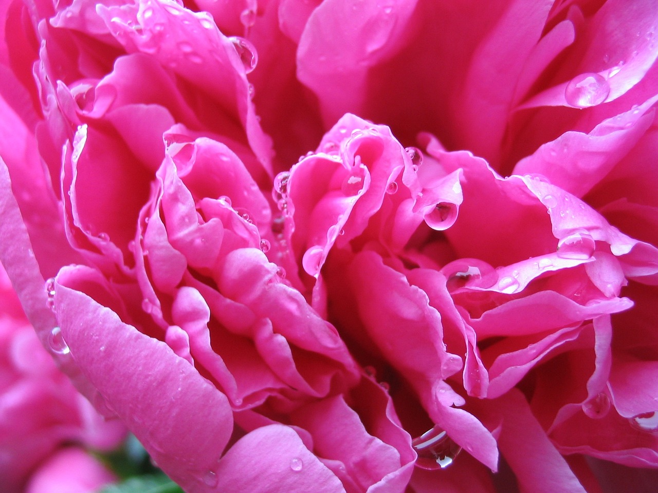 peony rose petals rose free photo