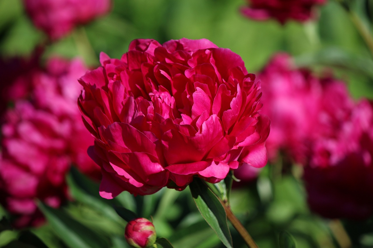 peony flower garden free photo