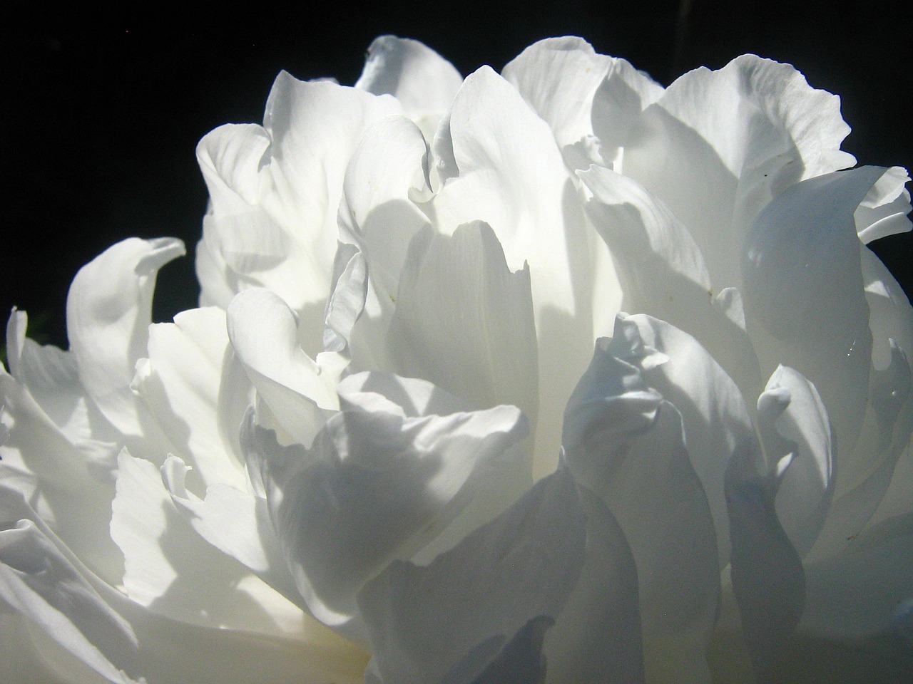 peony flower white free photo