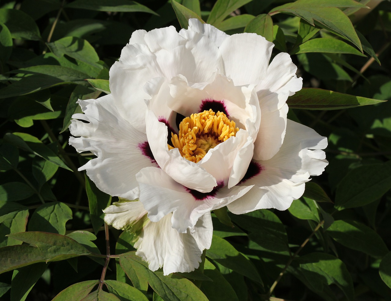 peony paeonia rockii flower free photo