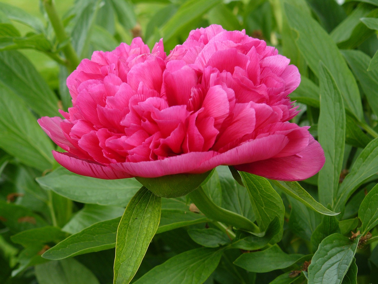 peony flower garden free photo