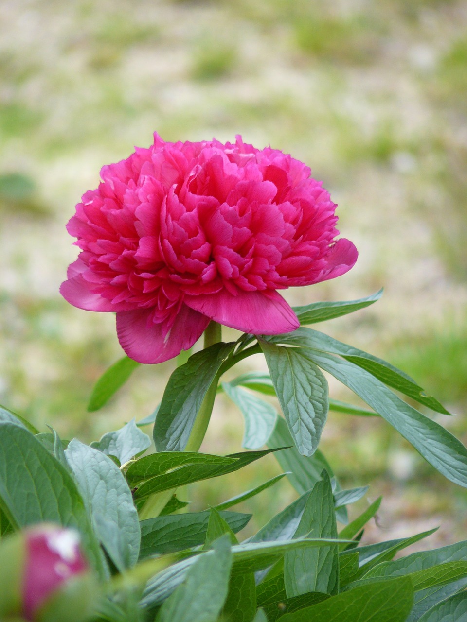 peony red flower garden free photo