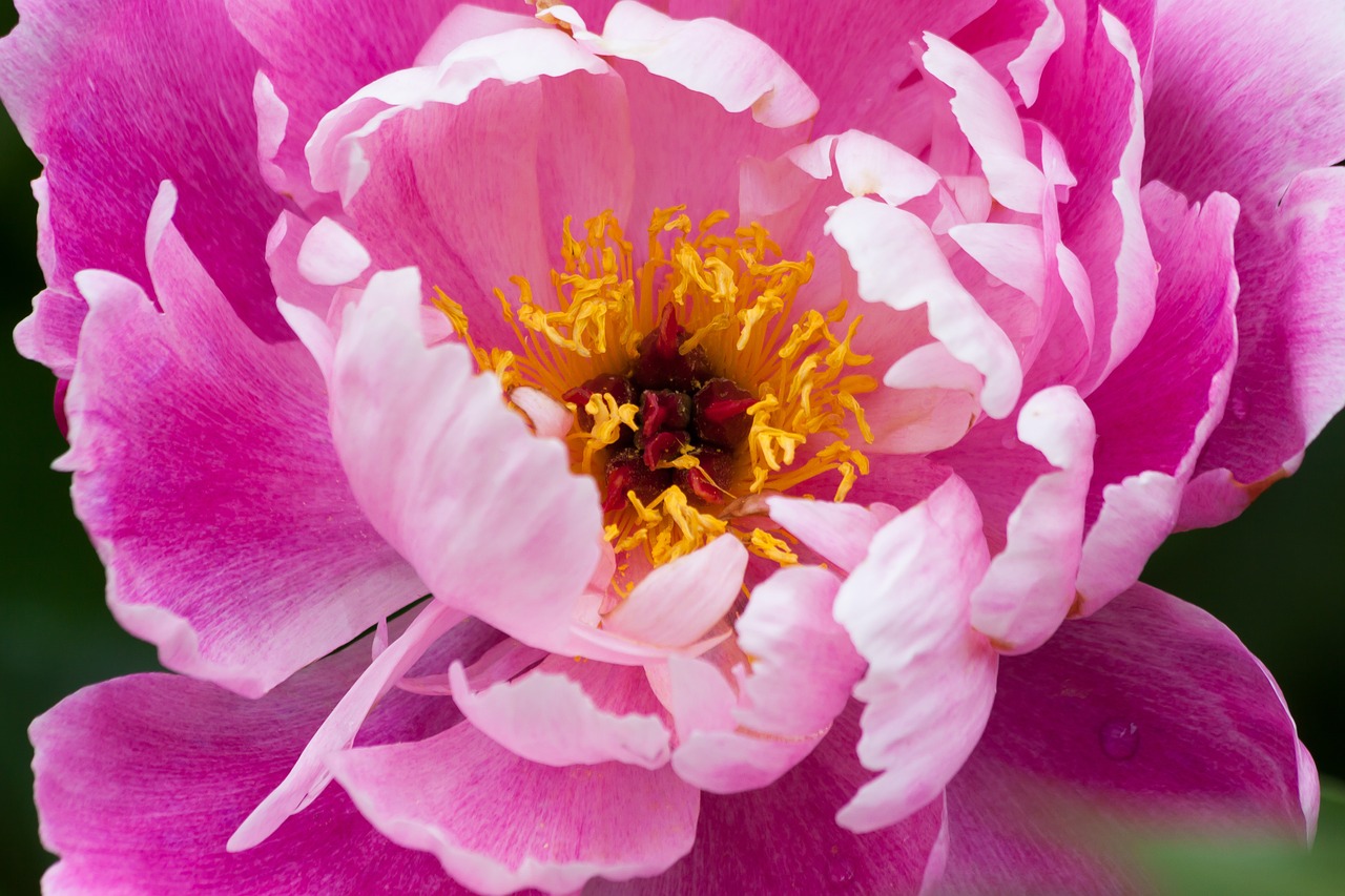 peony flower nature free photo