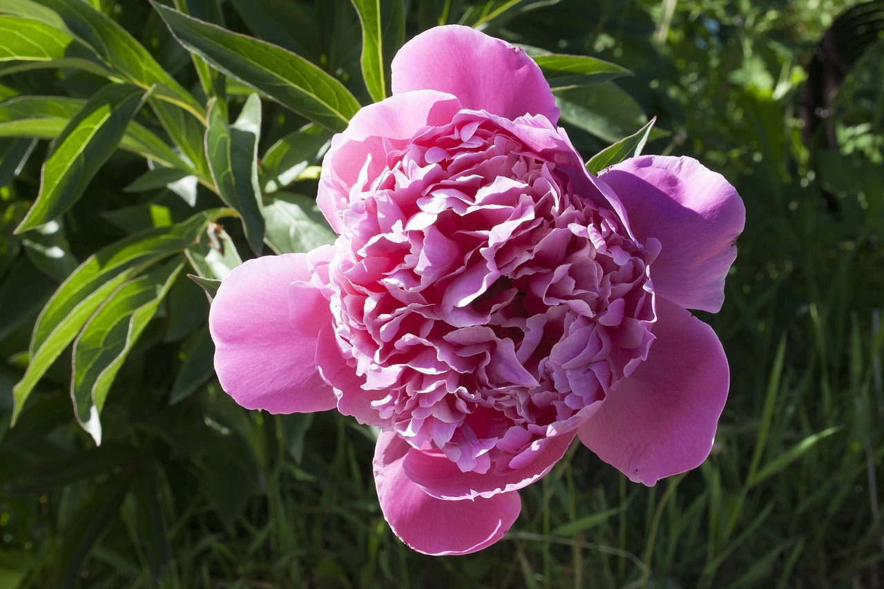 peony flower pink free photo