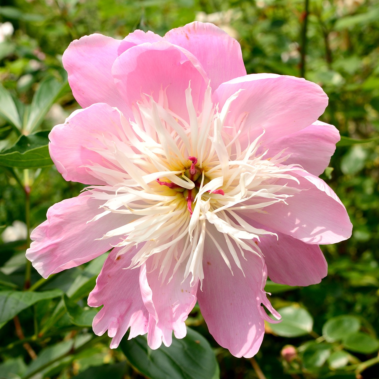 peony flower garden blossom free photo