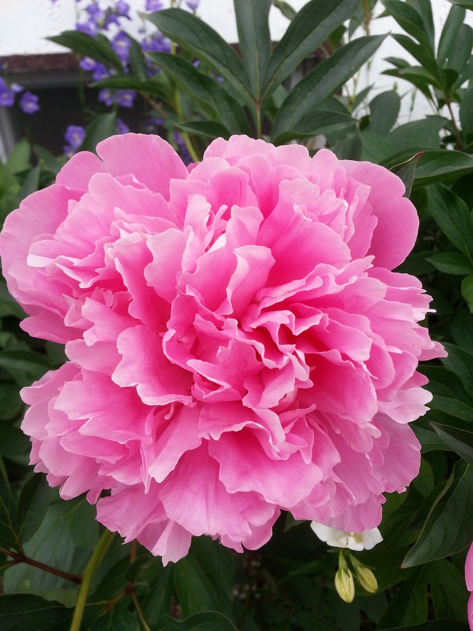 peony pink garden free photo