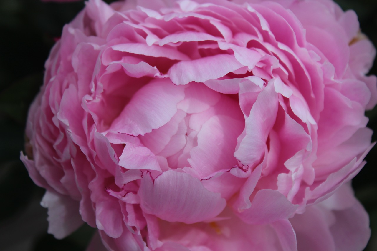 peony pink flower free photo