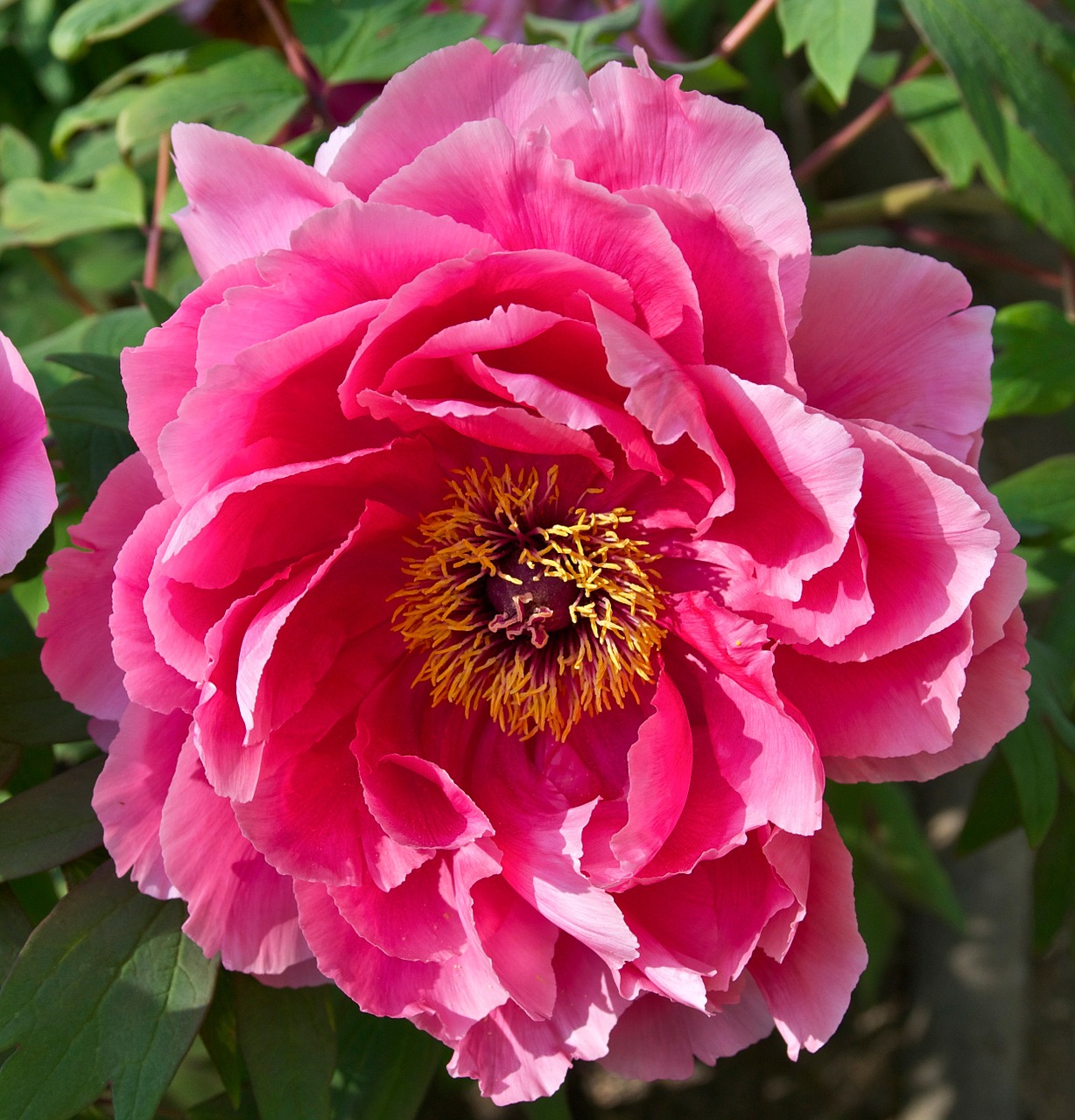 peony flower pink free photo