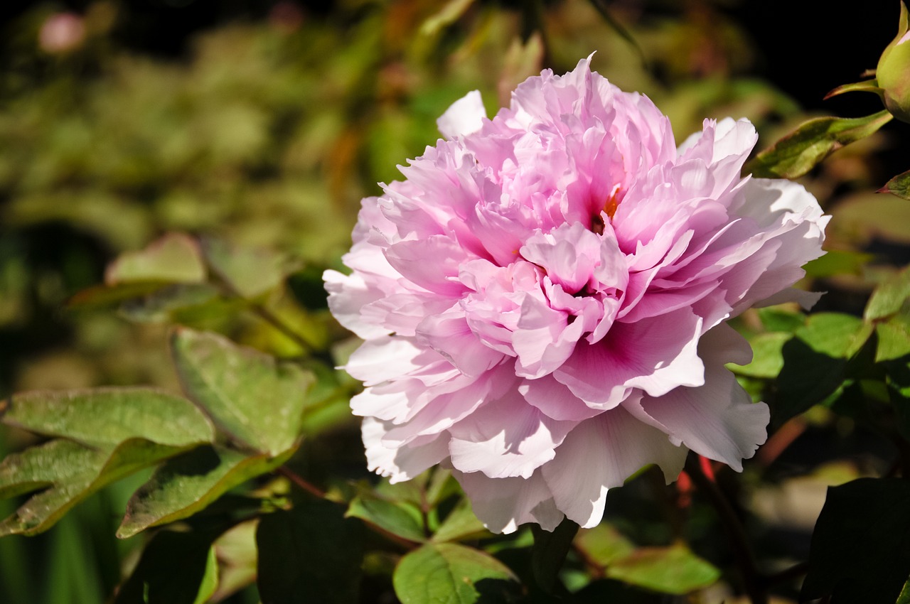 peony flower pink free photo