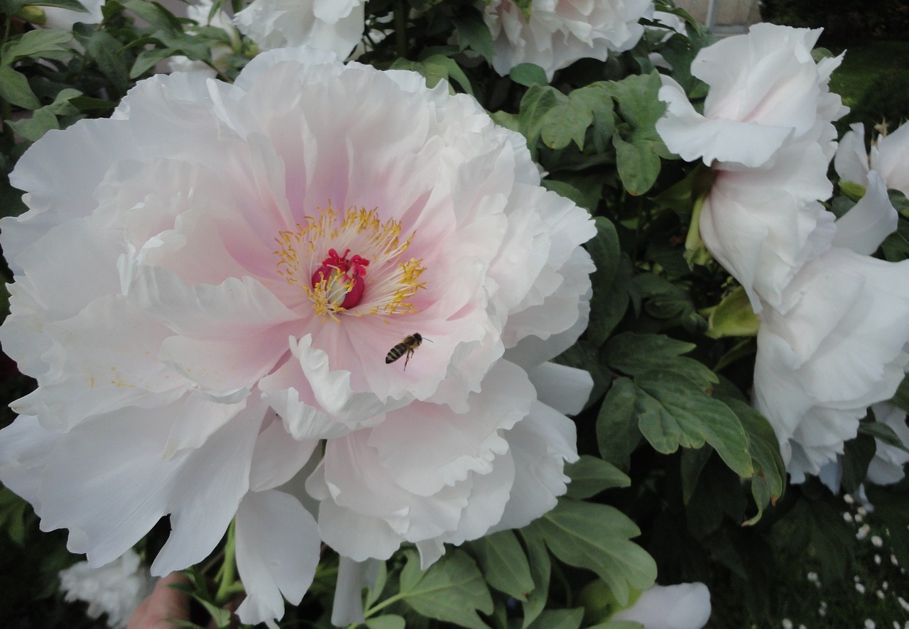 peony tree peony white blossom free photo